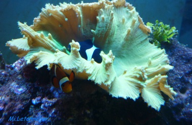 2013 Amphiprions et corail Revedecume 2